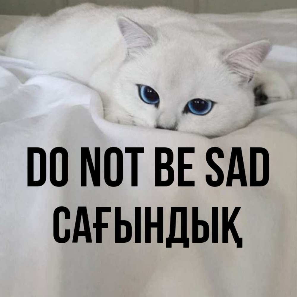 Greetings card с именем, САҒЫНДЫҚ Do not be sad Голубоглазая кошка Greetings with text for free download 
