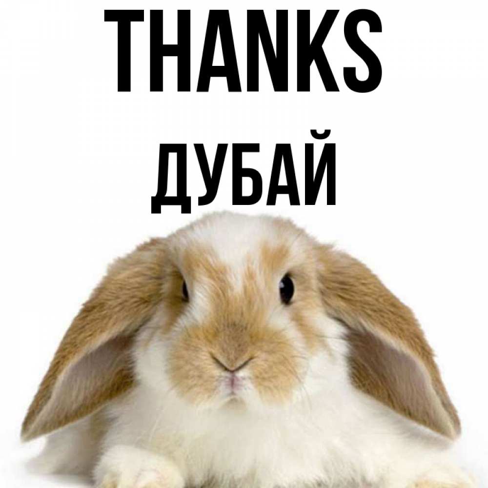 Greetings card с именем, Дубай Thanks коричнево белый заяц Greetings with text for free download 