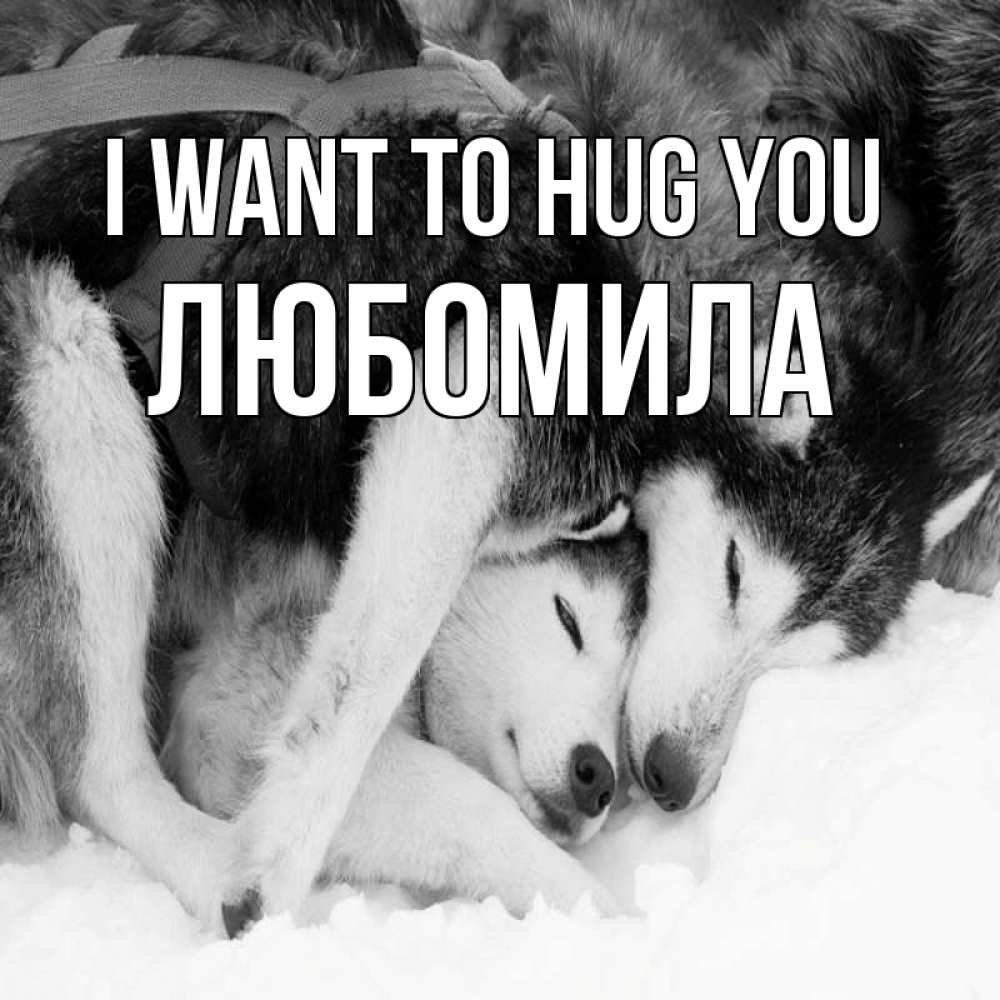 Greetings card с именем, Любомила I want to hug you собачки в упряжке Greetings with text for free download 