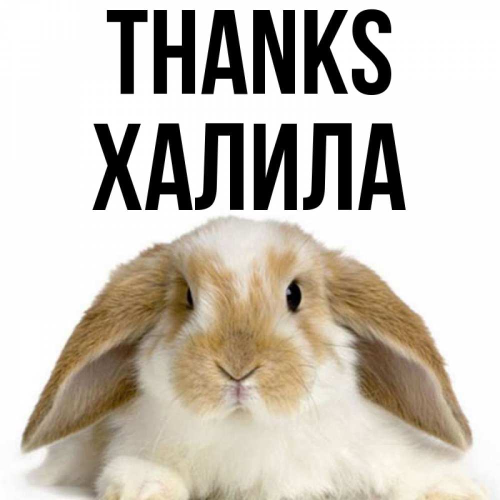 Greetings card с именем, ХАЛИЛА Thanks коричнево белый заяц Greetings with text for free download 