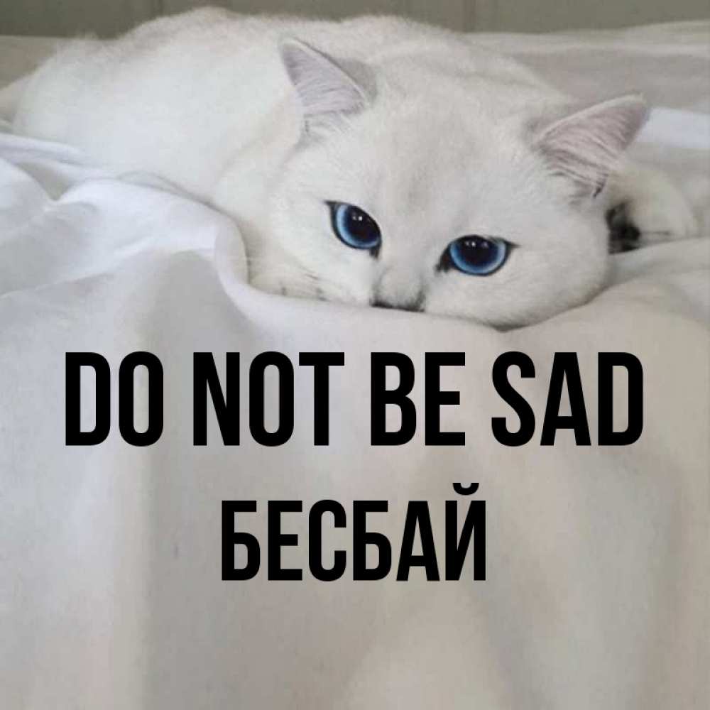 Greetings card с именем, Бесбай Do not be sad Голубоглазая кошка Greetings with text for free download 