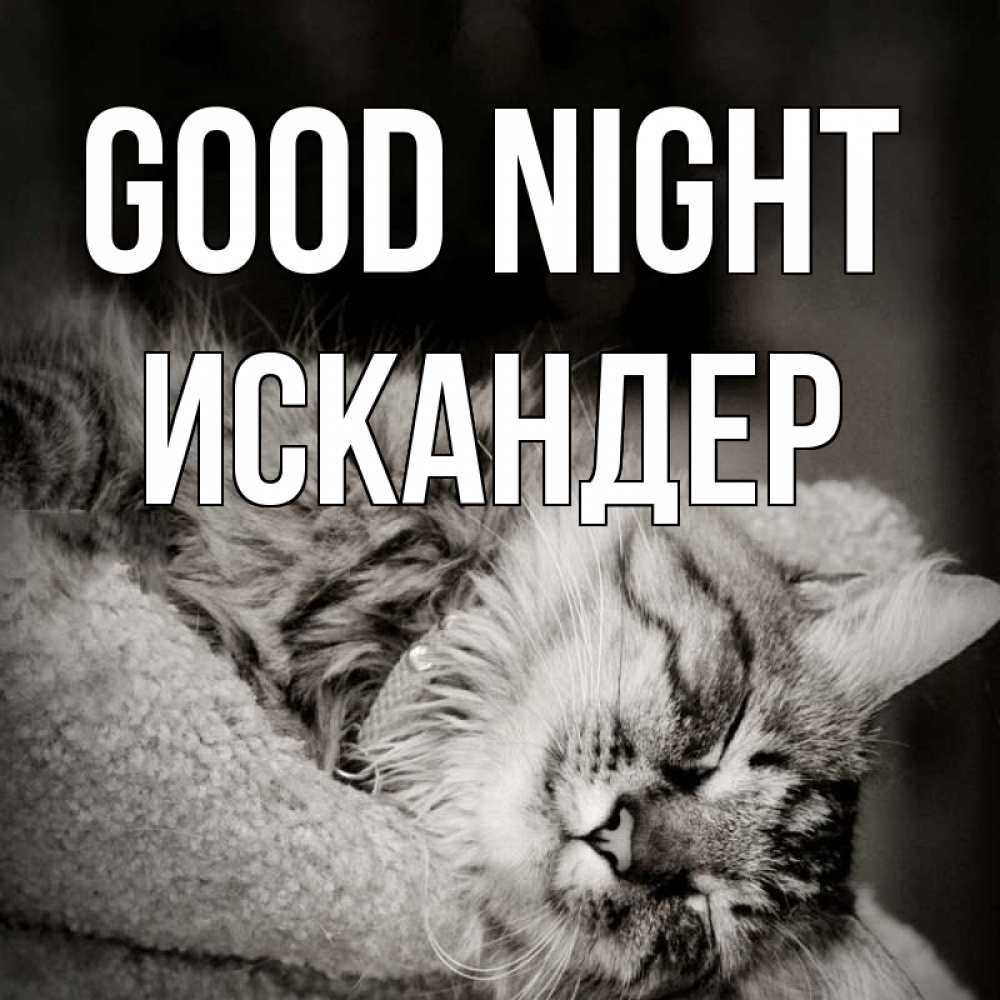 Greetings card с именем, Искандер Good night котярик пушистый Greetings with text for free download 