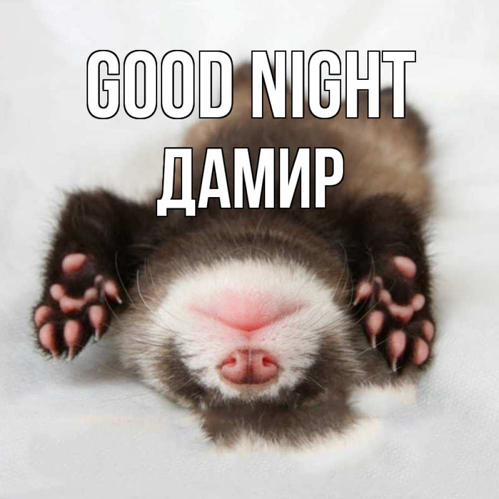 Greetings card с именем, Дамир Good night зверек Greetings with text for free download 