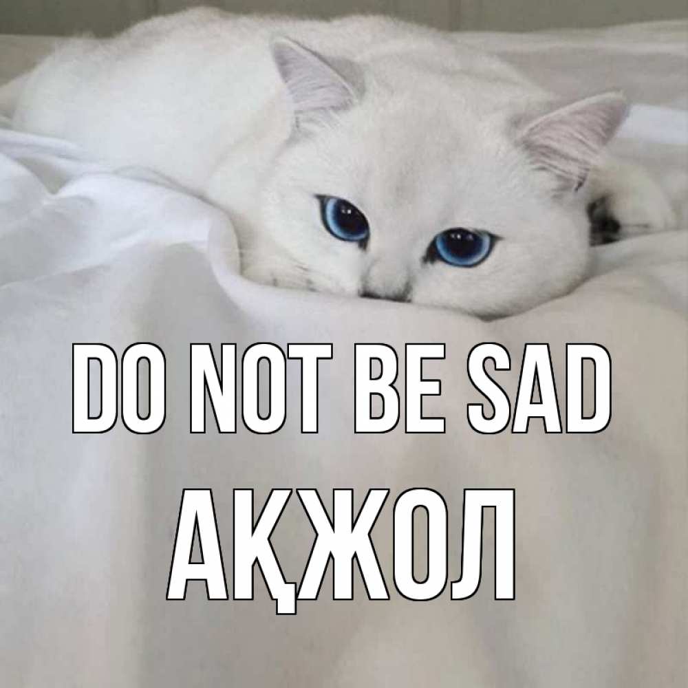 Greetings card с именем, Ақжол Do not be sad белый кот с голубыми глазами на белоснежной кровати Greetings with text for free download 