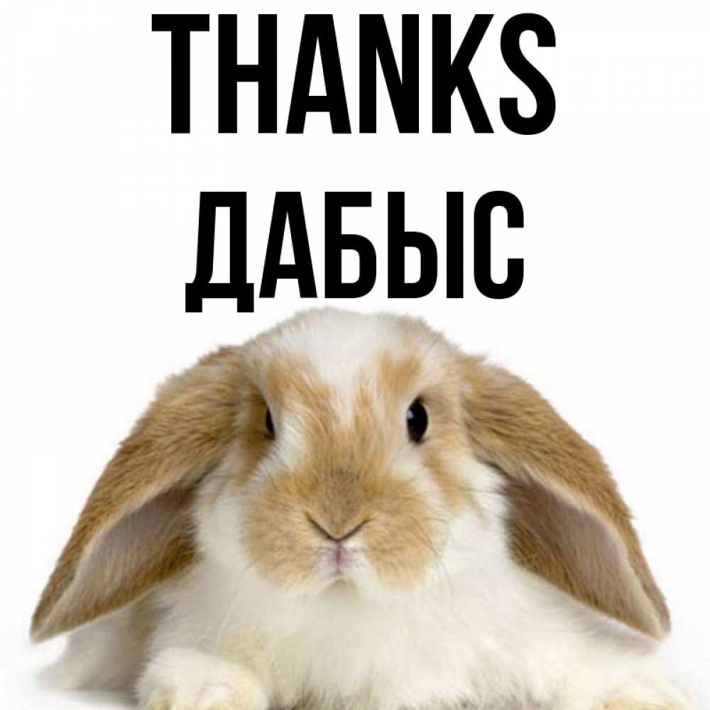 Greetings card с именем, Дабыс Thanks коричнево белый заяц Greetings with text for free download 