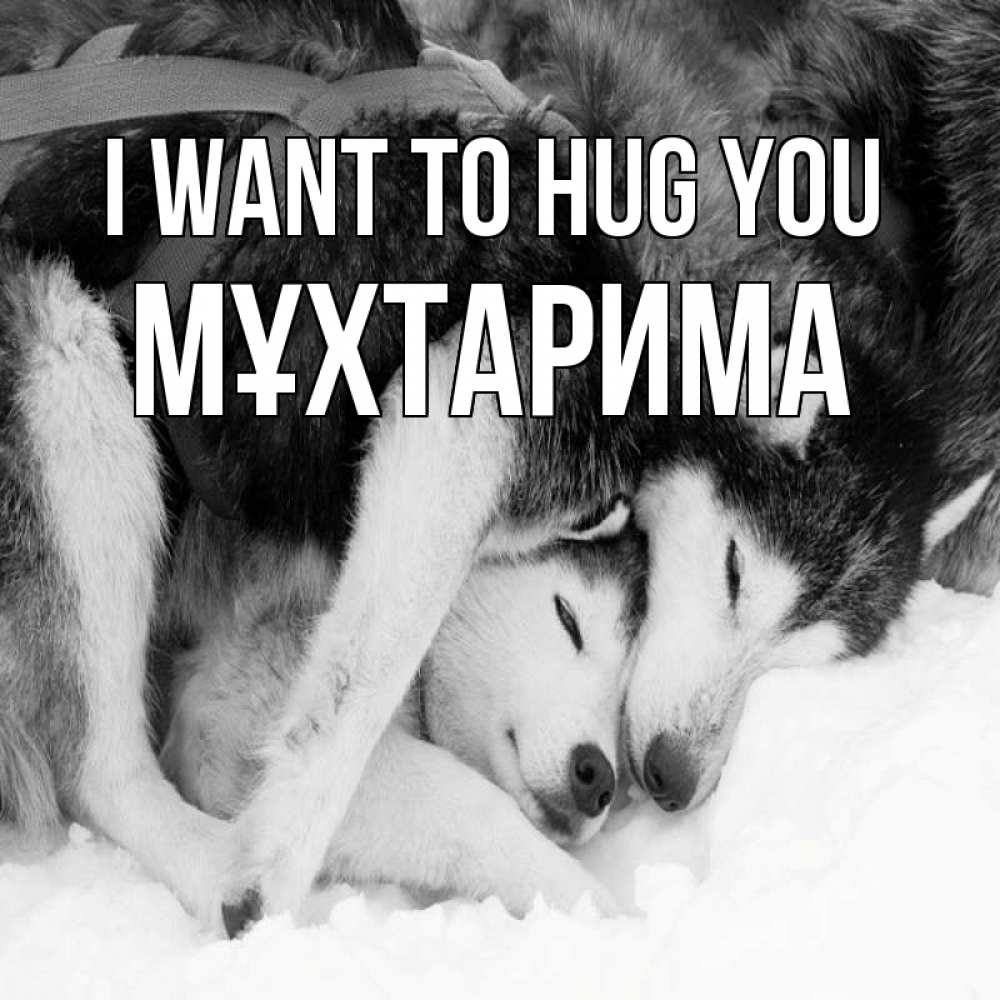 Greetings card с именем, МҰХТАРИМА I want to hug you собачки в упряжке Greetings with text for free download 