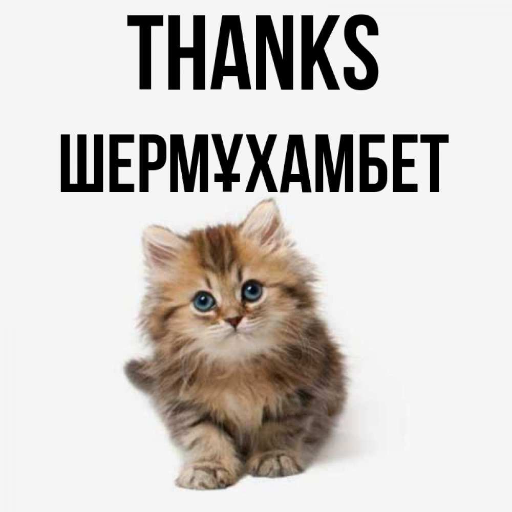 Greetings card с именем, ШЕРМҰХАМБЕТ Thanks пушистый котик Greetings with text for free download 