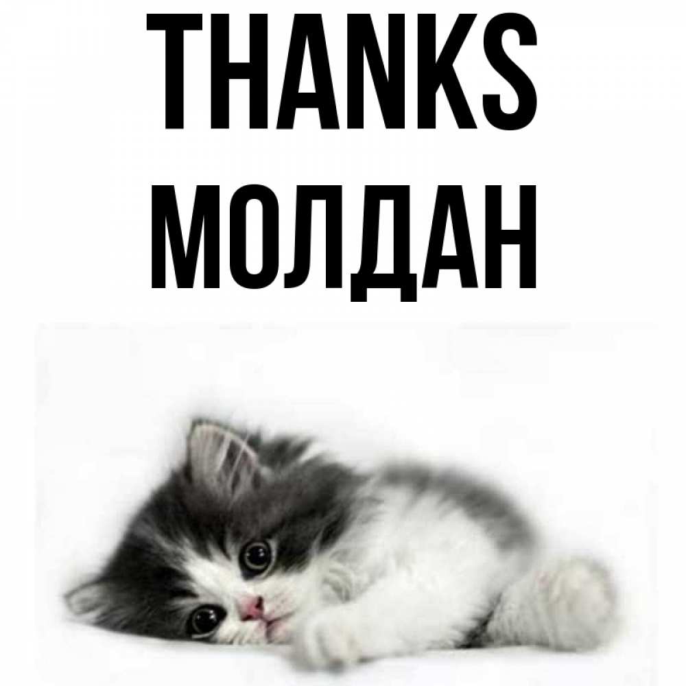 Greetings card с именем, МОЛДАН Thanks черный и белый кот Greetings with text for free download 