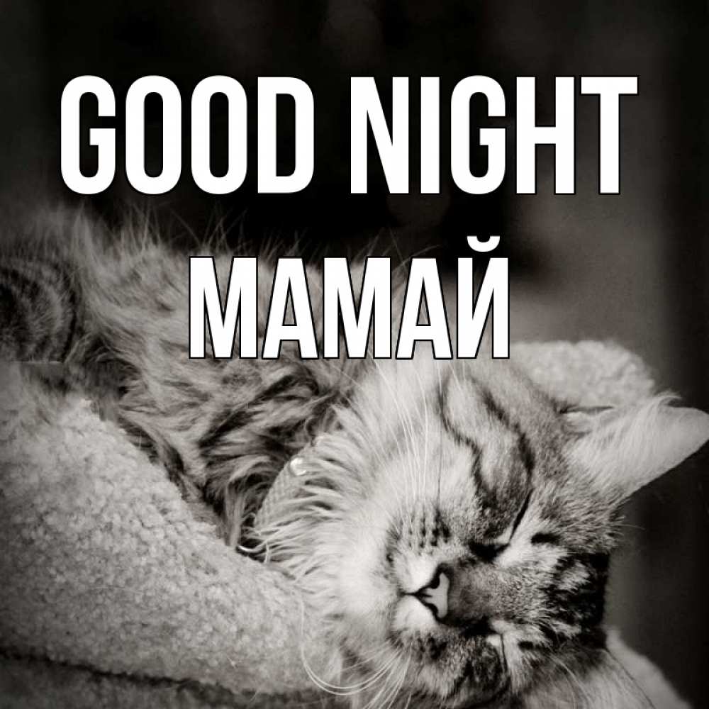 Greetings card с именем, Мамай Good night котярик пушистый Greetings with text for free download 