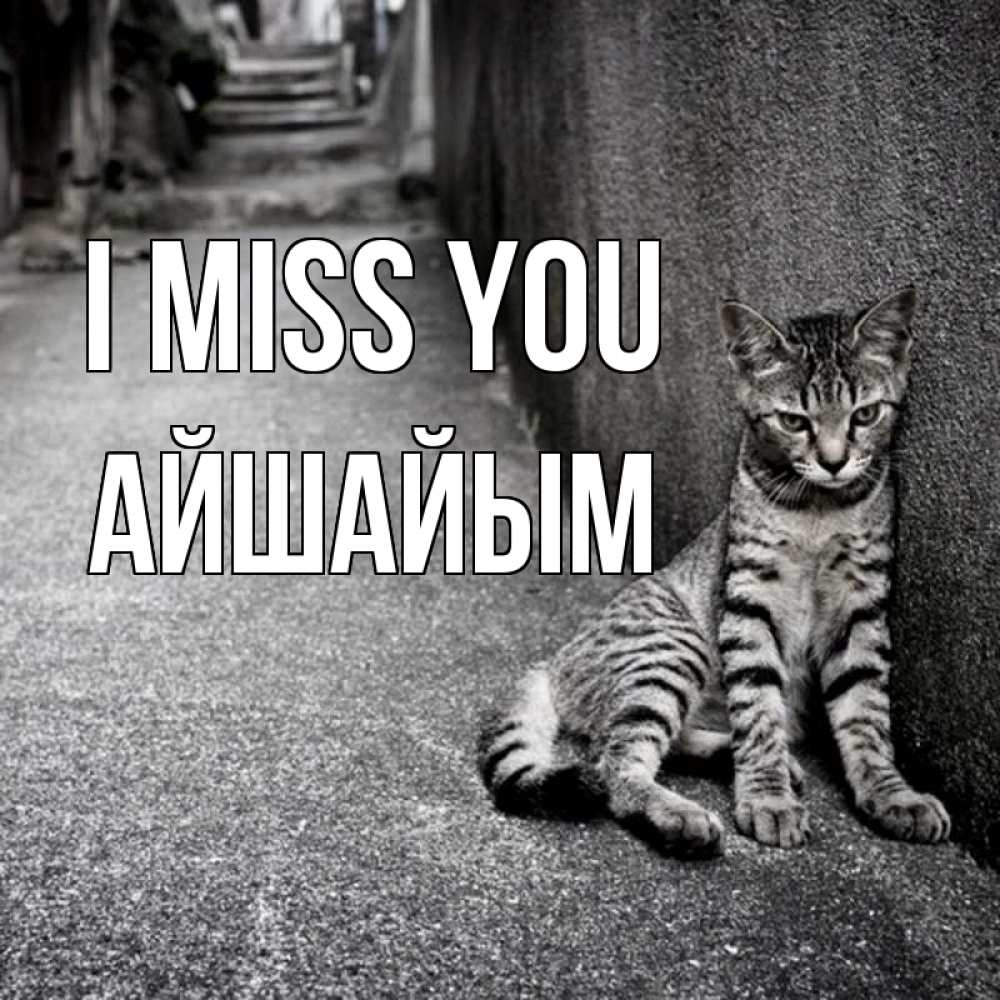 Greetings card с именем, АЙШАЙЫМ I miss you одиноко котику Greetings with text for free download 
