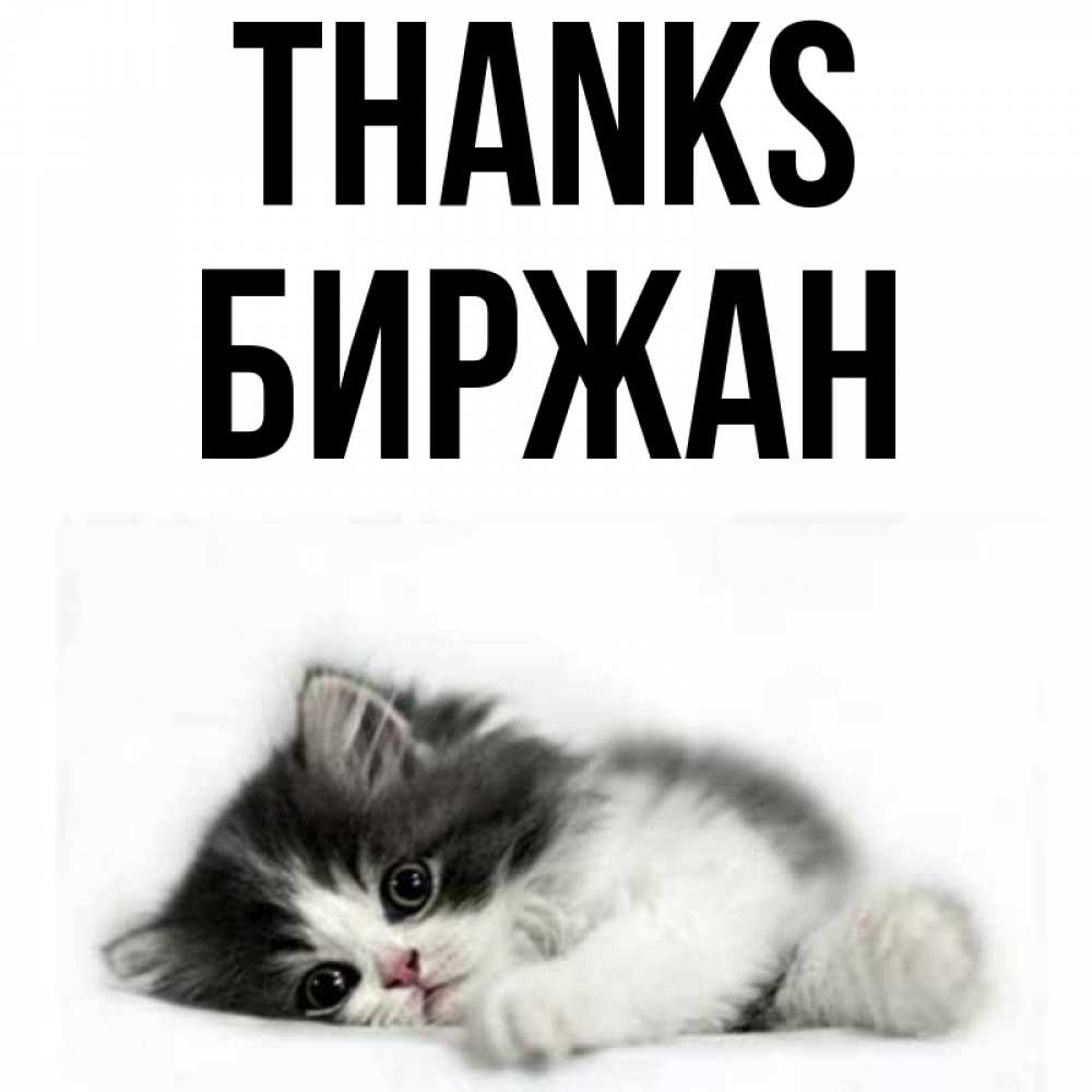 Greetings card с именем, Биржан Thanks черный и белый кот Greetings with text for free download 