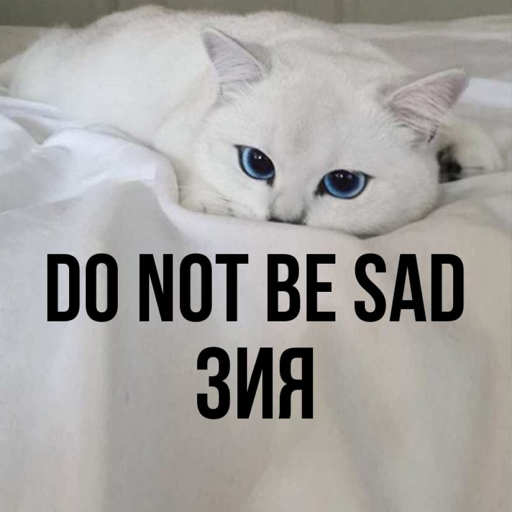 Greetings card с именем, ЗИЯ Do not be sad Голубоглазая кошка Greetings with text for free download 