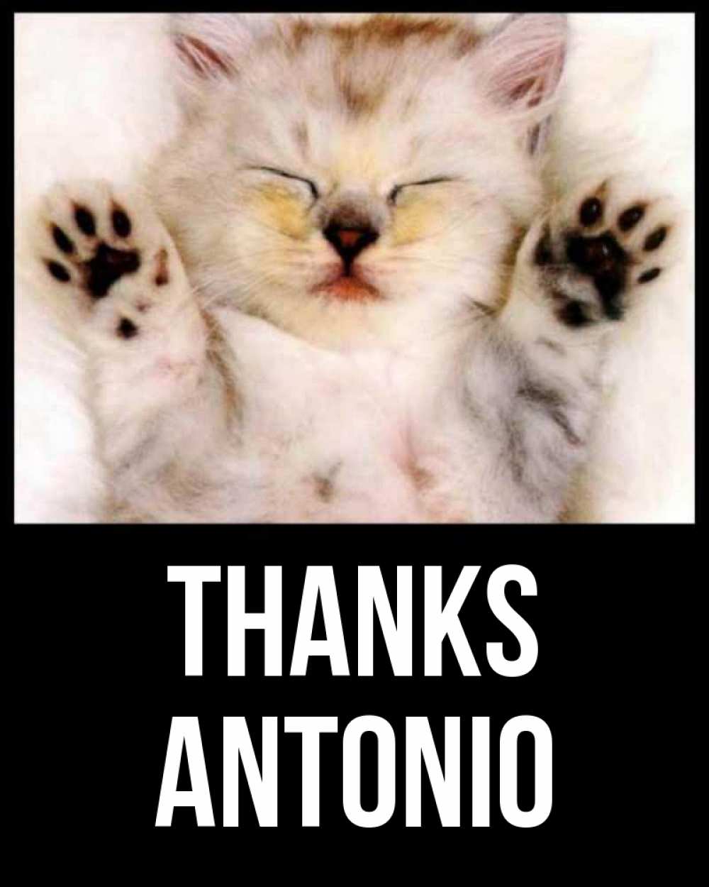 Greetings card с именем, Antonio Thanks маленький котенок Greetings with text for free download 