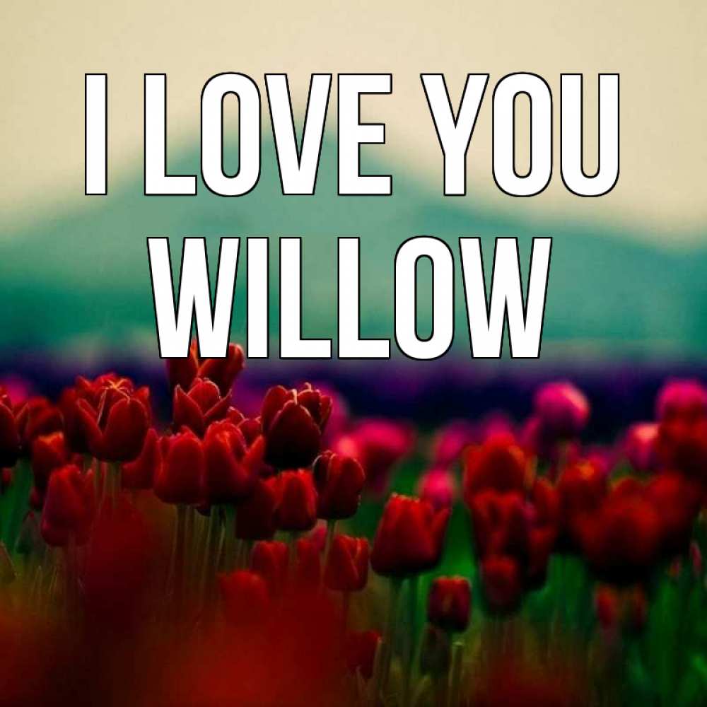 Greetings card с именем, Willow I love you тюльпаны 4 Greetings with text for free download 