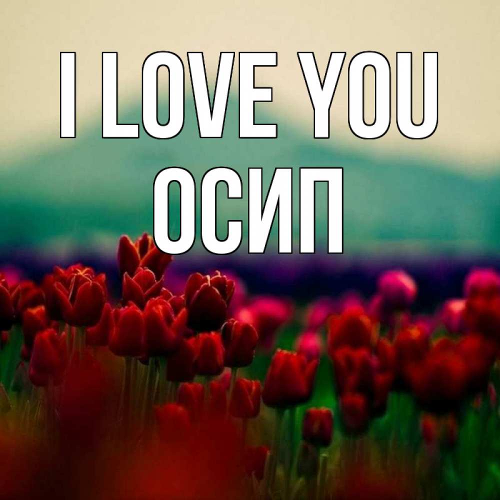 Greetings card с именем, Осип I love you тюльпаны 4 Greetings with text for free download 