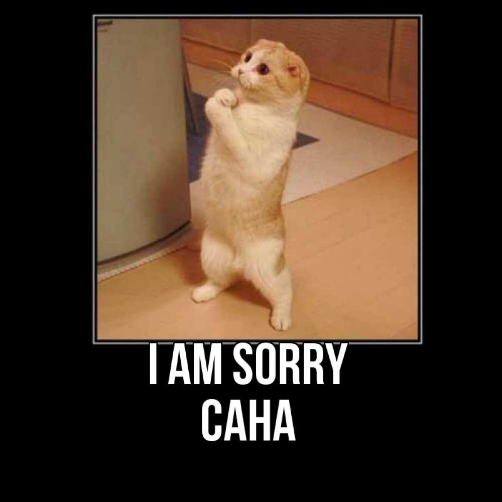 Greetings card с именем, САНА I am sorry открытка с милым несчастным котиком просящим прощения Greetings with text for free download 