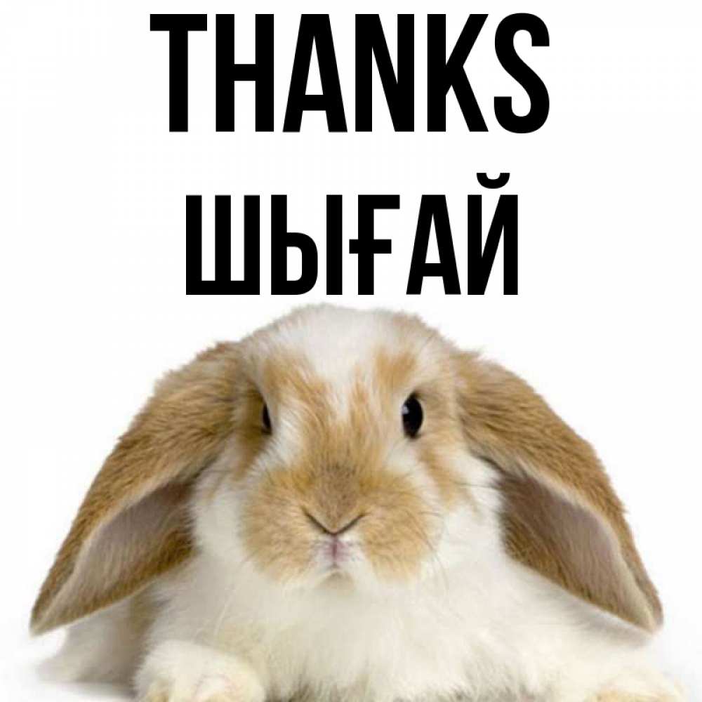 Greetings card с именем, ШЫҒАЙ Thanks коричнево белый заяц Greetings with text for free download 