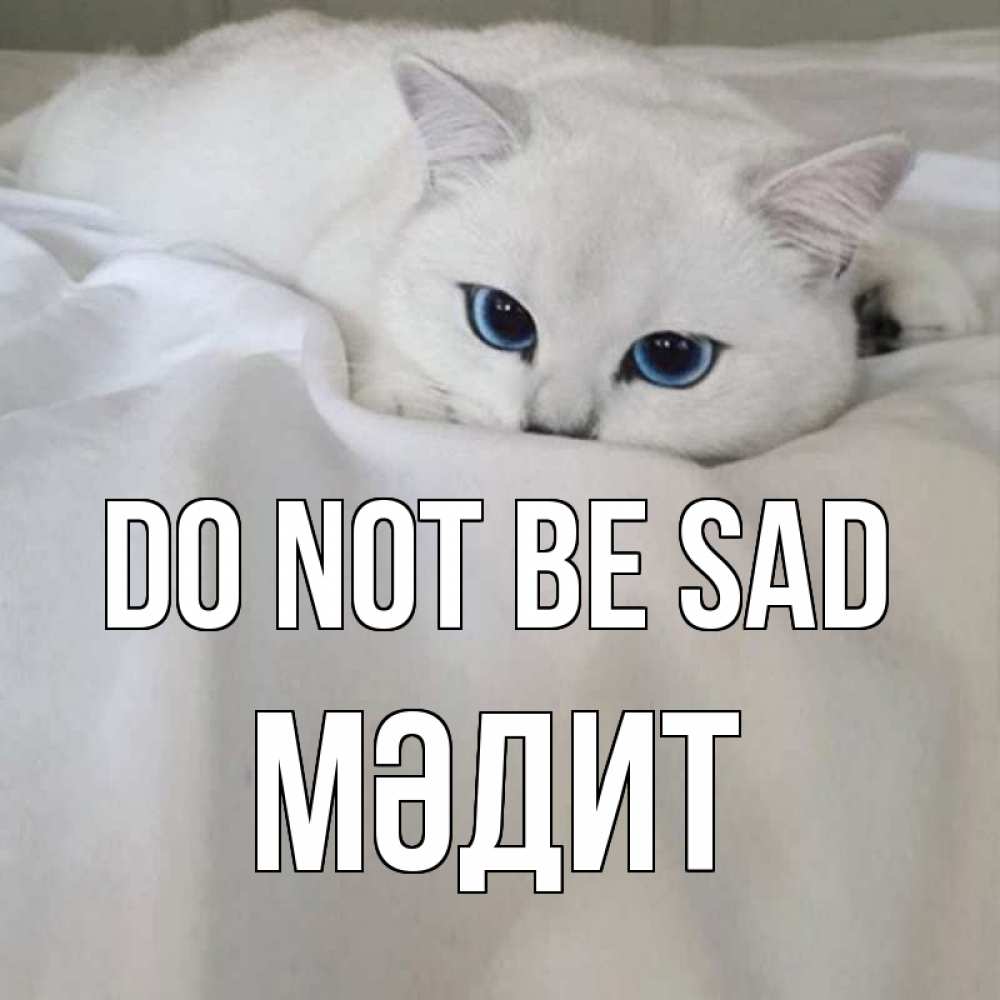 Greetings card с именем, МӘДИТ Do not be sad белый кот с голубыми глазами на белоснежной кровати Greetings with text for free download 