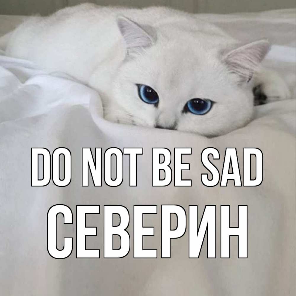 Greetings card с именем, Северин Do not be sad белый кот с голубыми глазами на белоснежной кровати Greetings with text for free download 