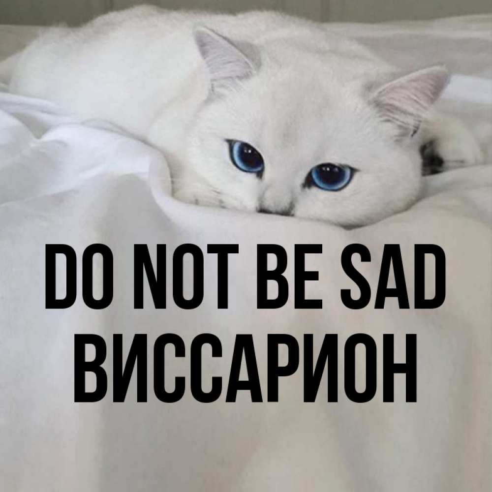 Greetings card с именем, Виссарион Do not be sad Голубоглазая кошка Greetings with text for free download 