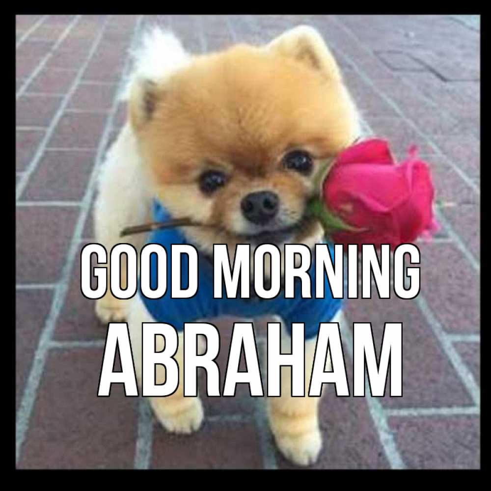 Greetings card с именем, Abraham Good morning роза в зубах Greetings with text for free download 