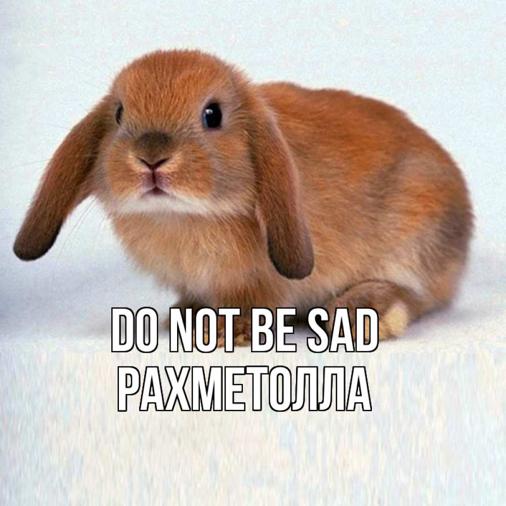 Greetings card с именем, РАХМЕТОЛЛА Do not be sad вислоухий рыжий кролик Greetings with text for free download 