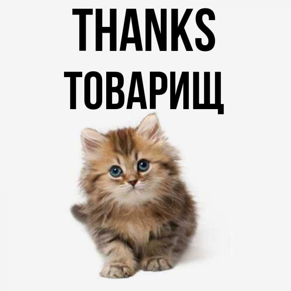 Greetings card с именем, Товарищ Thanks пушистый котик Greetings with text for free download 