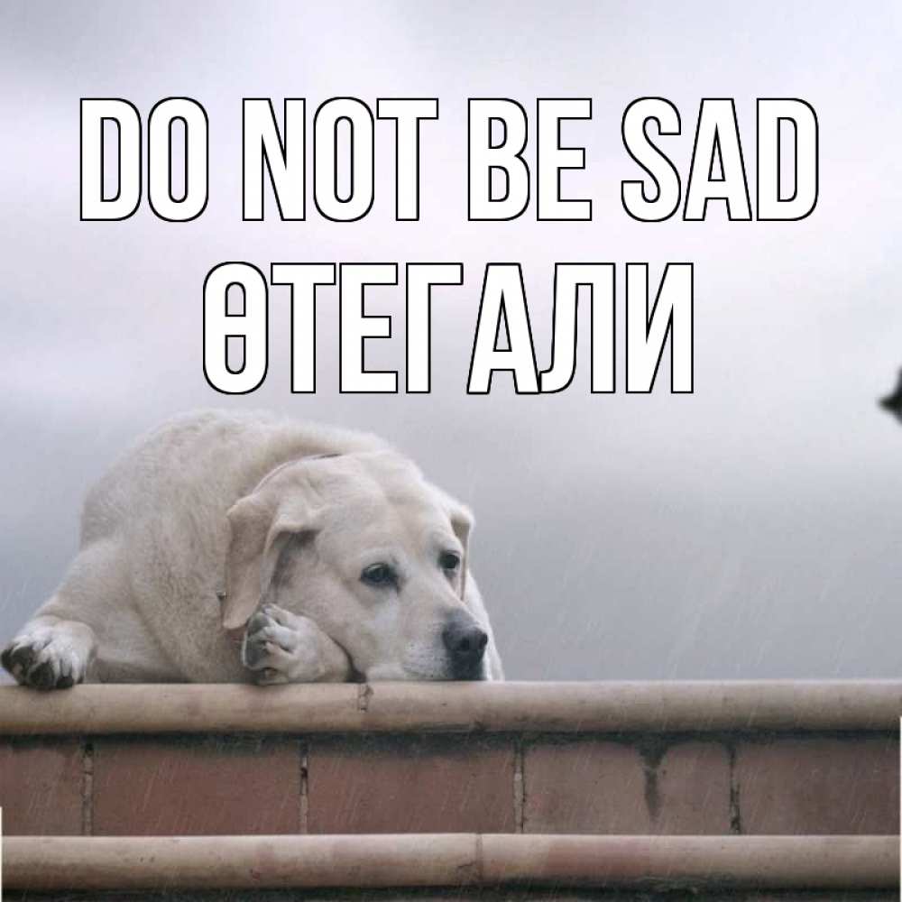 Greetings card с именем, ӨТЕГАЛИ Do not be sad белый пес 1 Greetings with text for free download 
