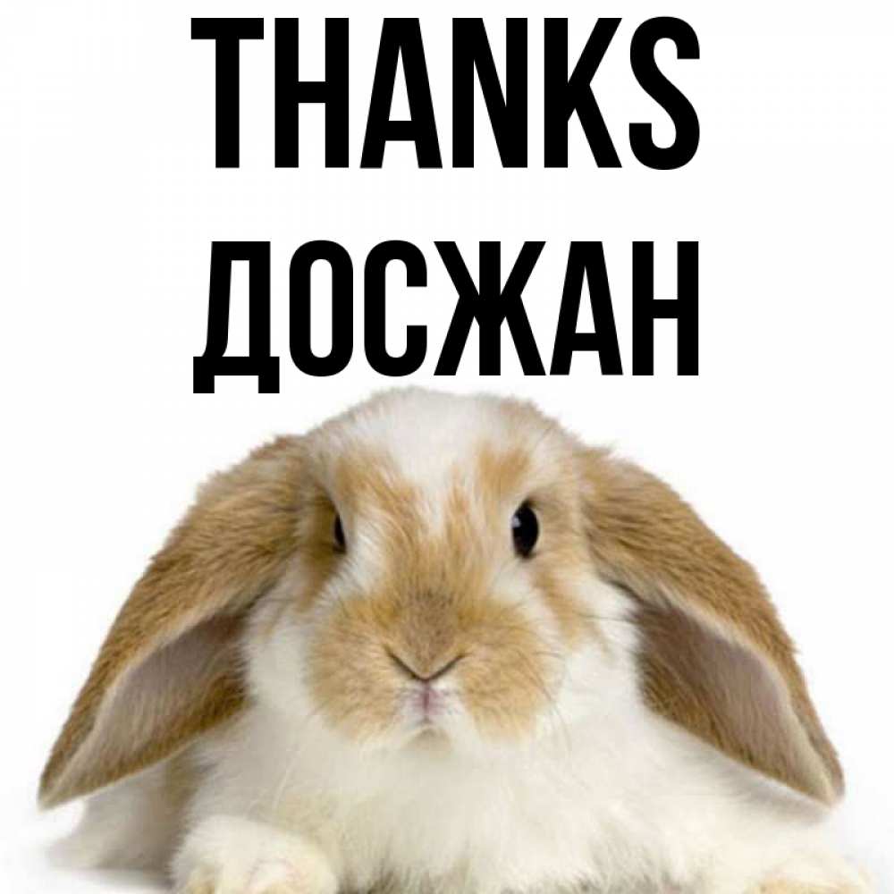 Greetings card с именем, Досжан Thanks коричнево белый заяц Greetings with text for free download 