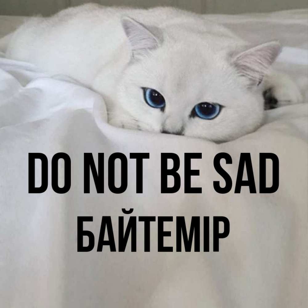 Greetings card с именем, Байтемір Do not be sad Голубоглазая кошка Greetings with text for free download 