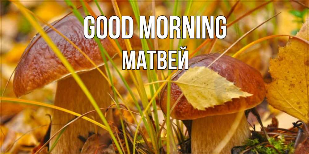 Greetings card с именем, Матвей Good morning осенние грибы Greetings with text for free download 