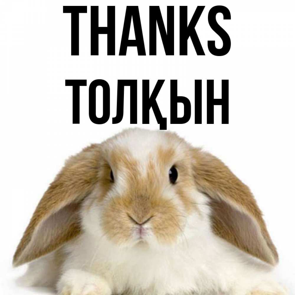 Greetings card с именем, ТОЛҚЫН Thanks коричнево белый заяц Greetings with text for free download 