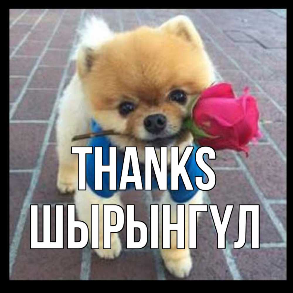 Greetings card с именем, ШЫРЫНГҮЛ Thanks спасибо и дарю тебе цветок Greetings with text for free download 
