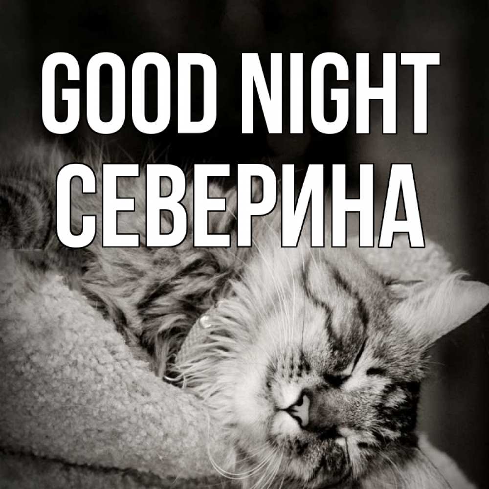 Greetings card с именем, Северина Good night котярик пушистый Greetings with text for free download 
