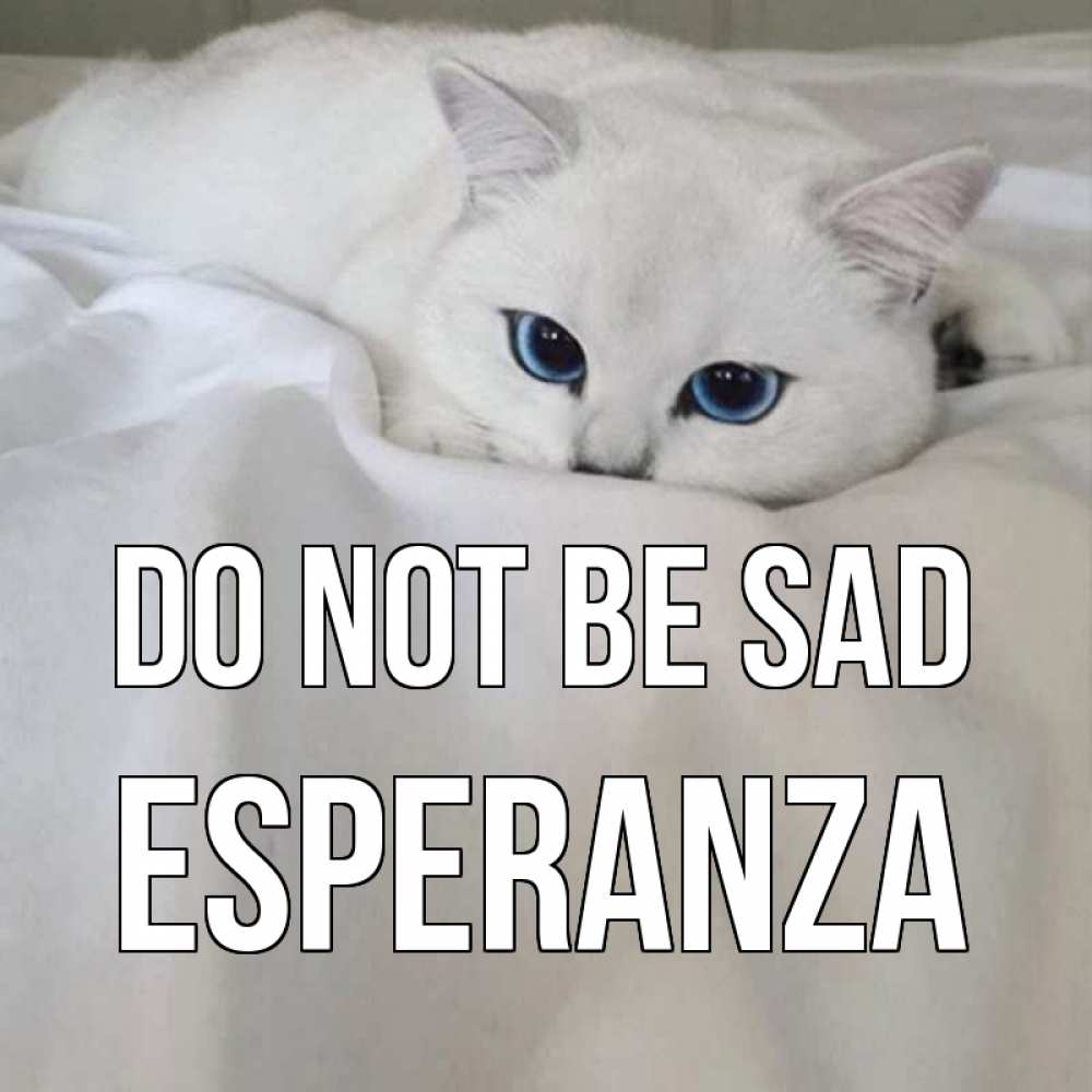 Greetings card с именем, Esperanza Do not be sad белый кот с голубыми глазами на белоснежной кровати Greetings with text for free download 