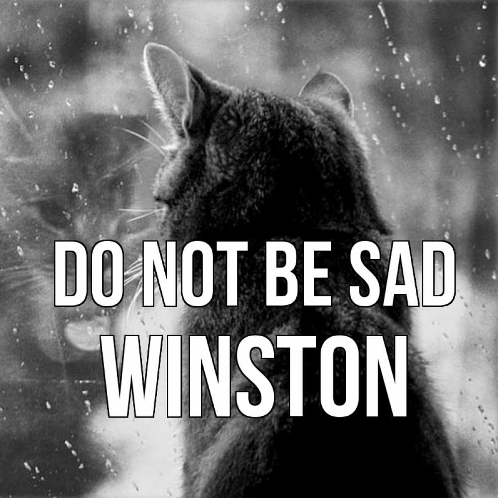 Greetings card с именем, Winston Do not be sad отражение кота 1 Greetings with text for free download 