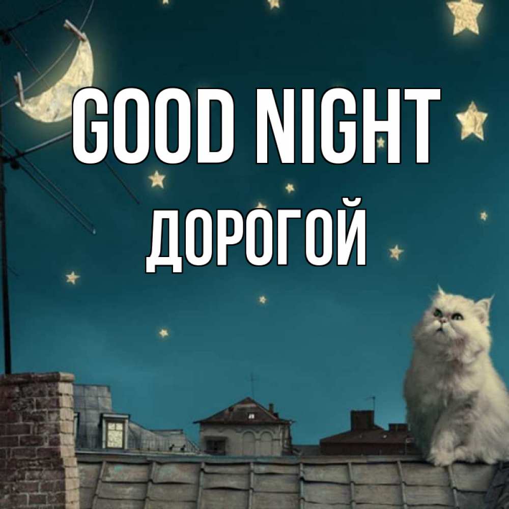 Greetings card с именем, Дорогой Good night белый кот сидит на крыше Greetings with text for free download 