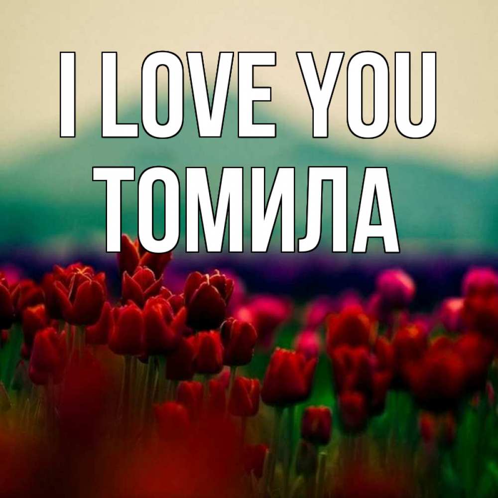 Greetings card с именем, Томила I love you тюльпаны 4 Greetings with text for free download 