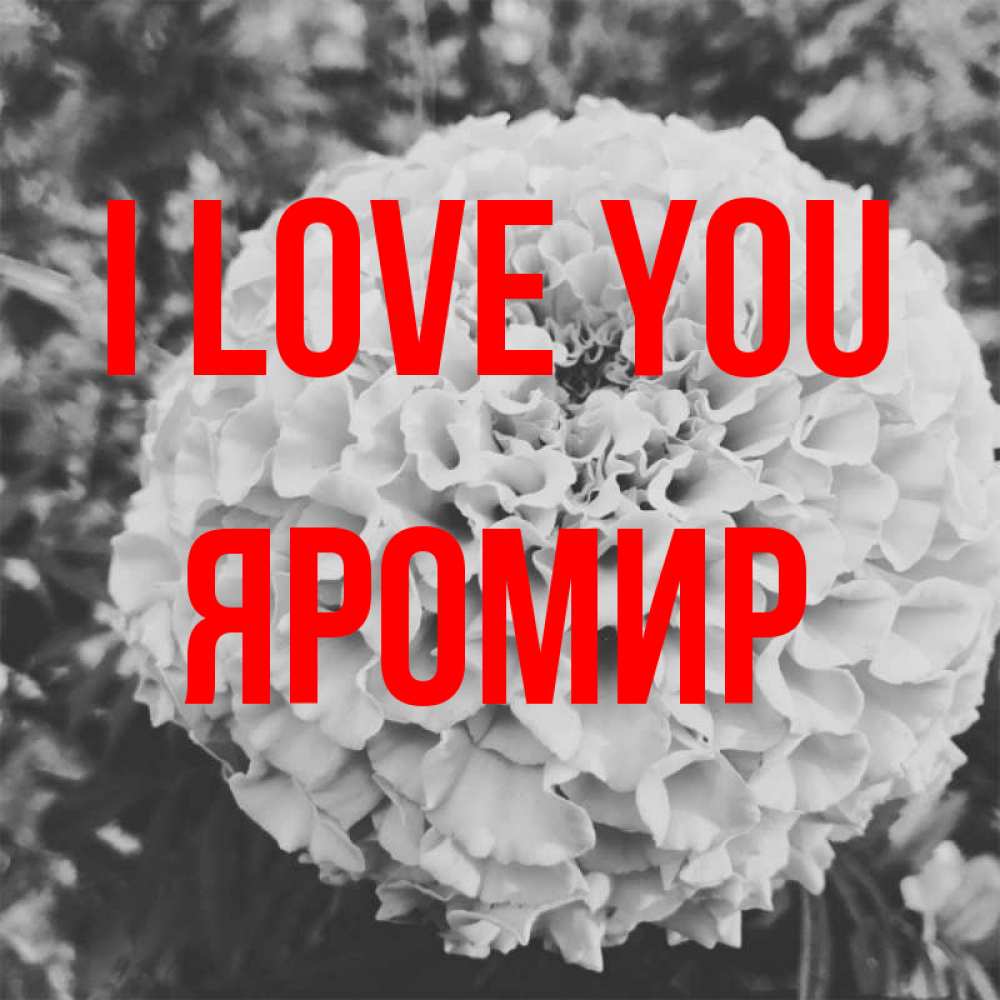 Greetings card с именем, Яромир I love you подпись Greetings with text for free download 