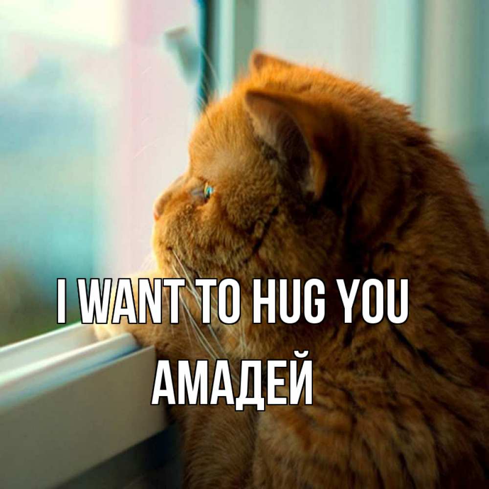 Greetings card с именем, Амадей I want to hug you большой огромный рыжий котяра Greetings with text for free download 