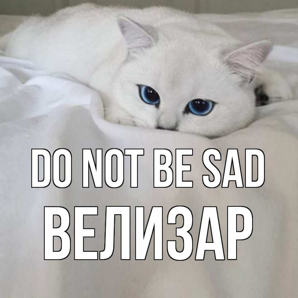 Greetings card с именем, Велизар Do not be sad белый кот с голубыми глазами на белоснежной кровати Greetings with text for free download 