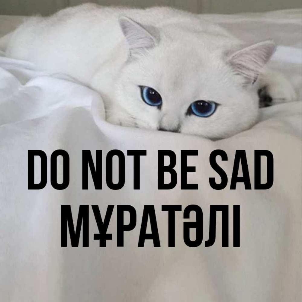 Greetings card с именем, Мұратәлі Do not be sad Голубоглазая кошка Greetings with text for free download 