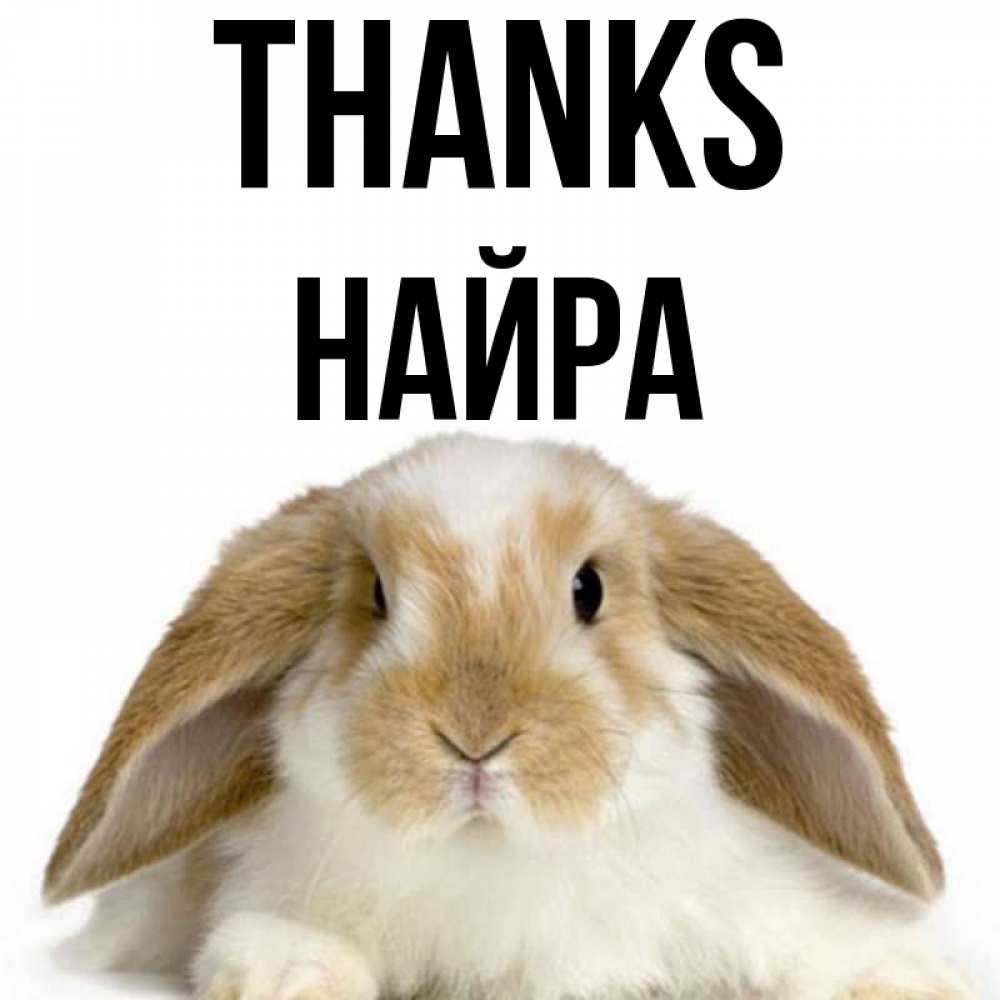 Greetings card с именем, НАЙРА Thanks коричнево белый заяц Greetings with text for free download 