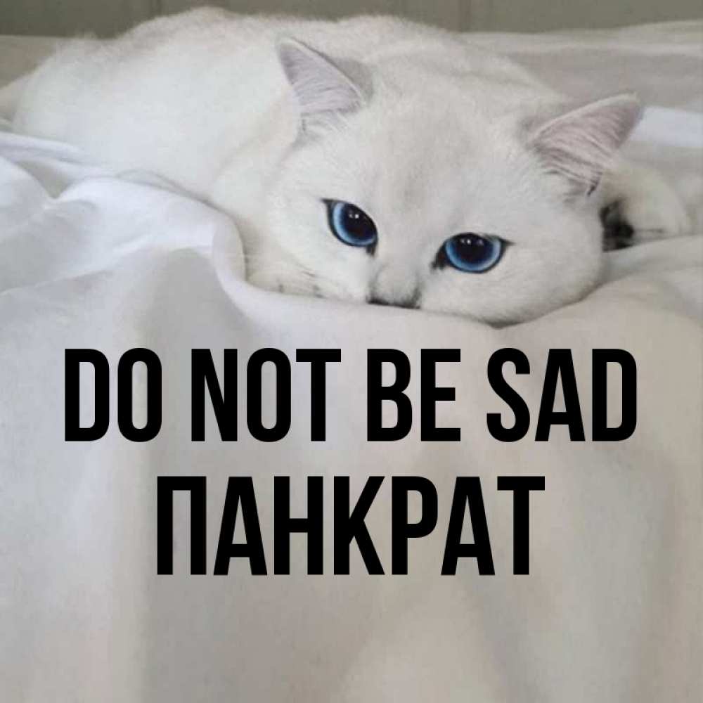 Greetings card с именем, Панкрат Do not be sad Голубоглазая кошка Greetings with text for free download 