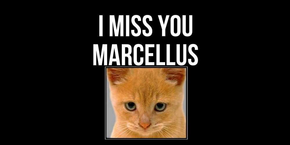 Greetings card с именем, Marcellus I miss you открытки рыжий котенок скучает по тебе Greetings with text for free download 