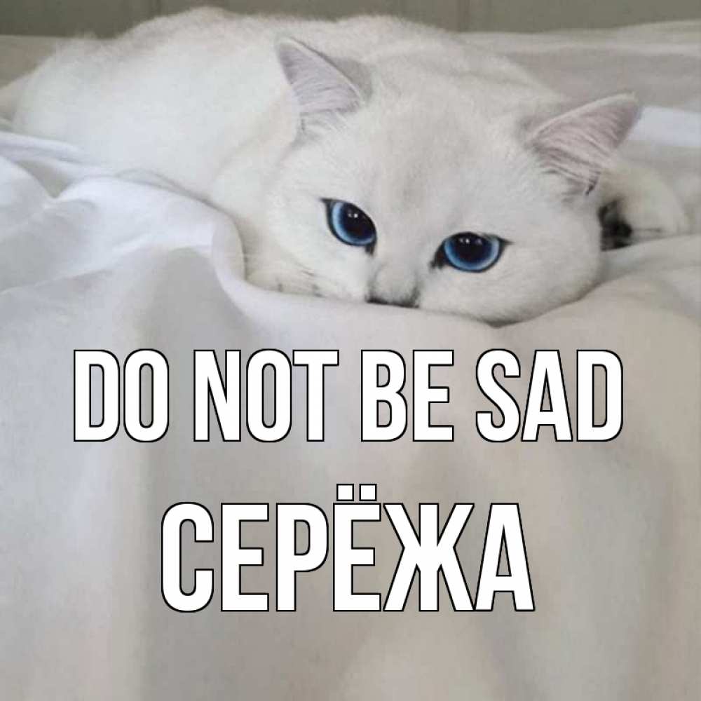 Greetings card с именем, Серёжа Do not be sad белый кот с голубыми глазами на белоснежной кровати Greetings with text for free download 