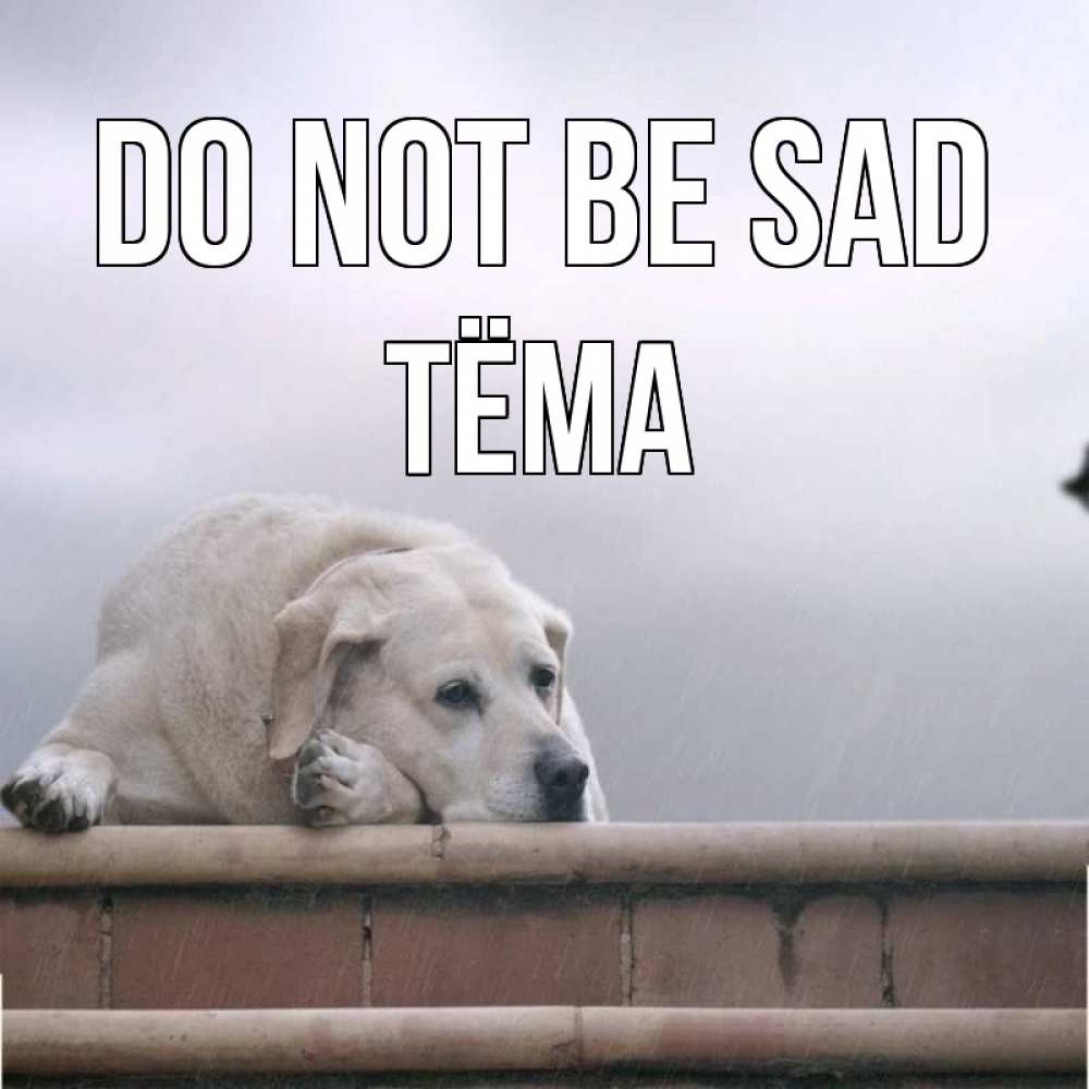 Greetings card с именем, Тёма Do not be sad белый пес 1 Greetings with text for free download 