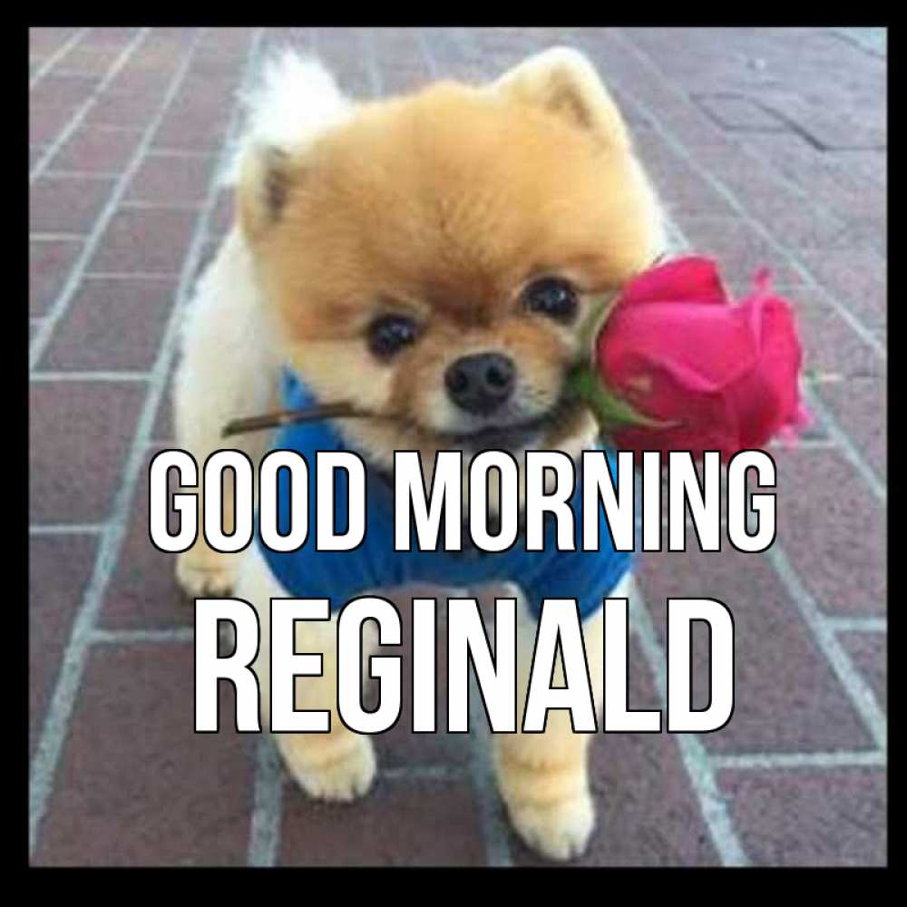 Greetings card с именем, Reginald Good morning роза в зубах Greetings with text for free download 