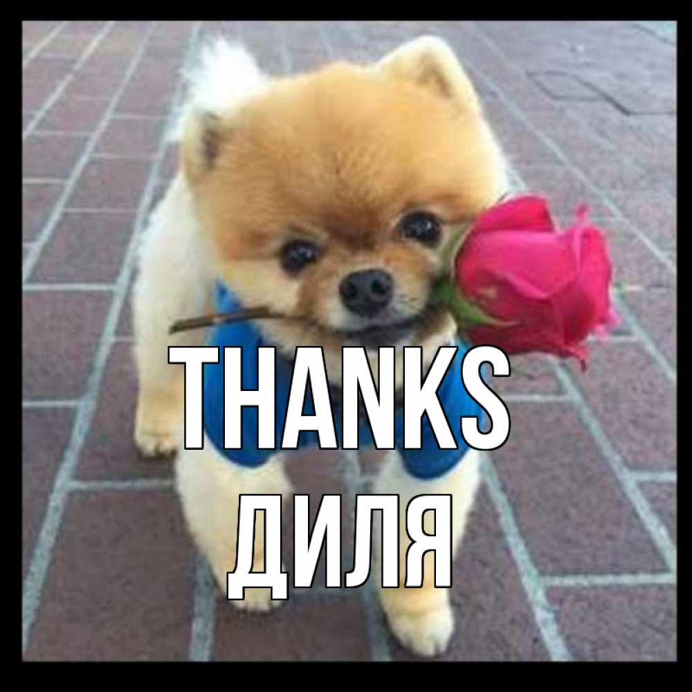 Greetings card с именем, Диля Thanks спасибо и дарю тебе цветок Greetings with text for free download 