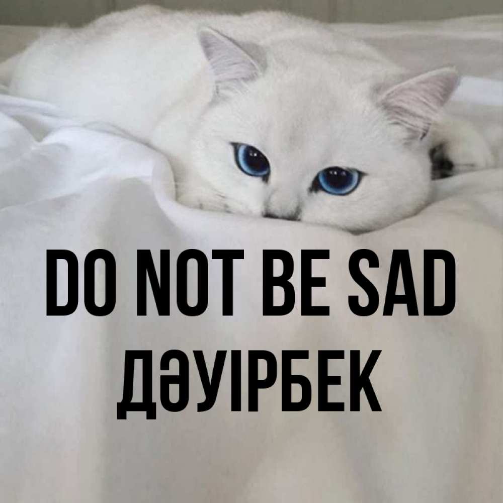 Greetings card с именем, Дәуірбек Do not be sad Голубоглазая кошка Greetings with text for free download 